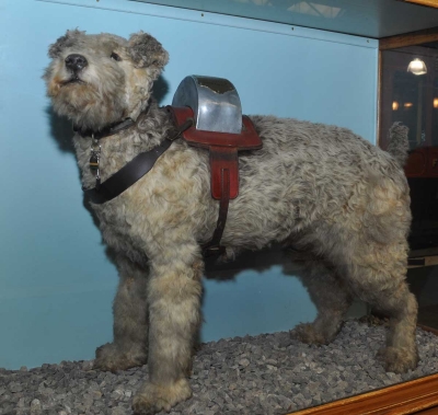 Railway Collecting Dog \